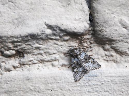 Réf. 265 124 : Hecatera dysodea